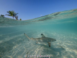 Baby shark doo doo doo by Joerg Blessing 